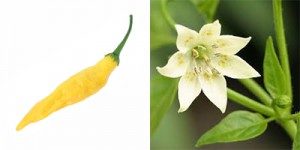 Capsicum Baccatum