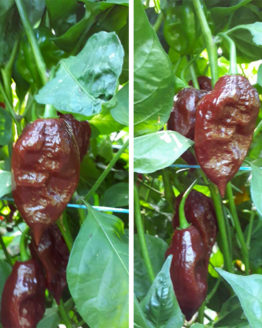 Chocolate Bhut Jolokia