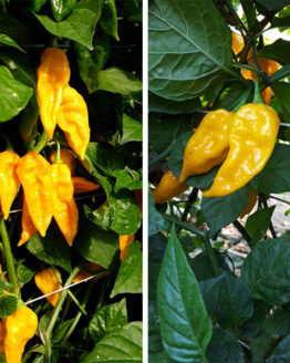 Yellow Fatalii